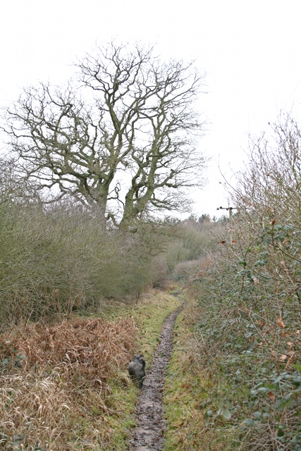 'Riseley Common Lane