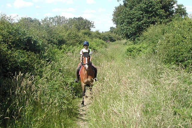 'Riseley Common Lane and rider