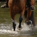 Tilford TREC 2009