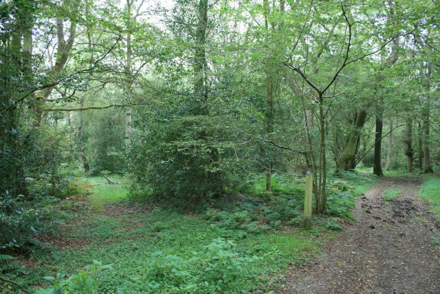 Old Simm's Copse