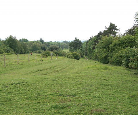 Mickleham gallops